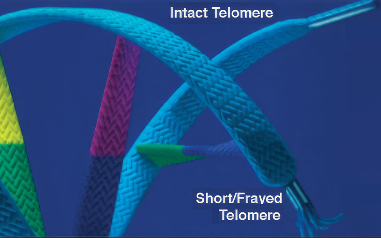 Short telomeres and their role in cell aging Short telomeres and their role in cell aging